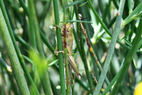 Yeşil çimenlikte yeşil çekirge kamuflajı