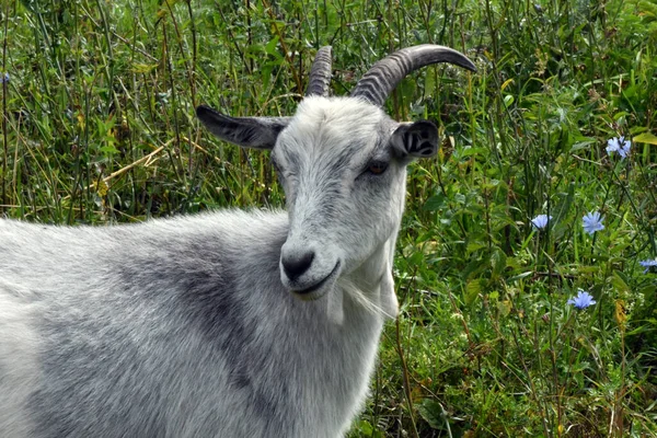 Witte Jonge Geit Een Weiland Een Groene Achtergrond — Stockfoto