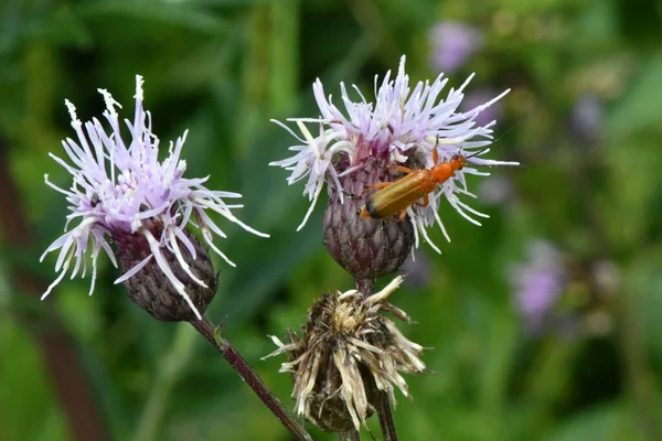 green beetles on flowers on a green background