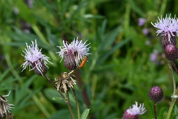 Escarabajos Verdes Sobre Flores Sobre Fondo Verde — Foto de Stock