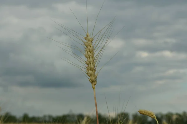 Fleurs Sauvages Poussent Dans Champ Blé — Photo