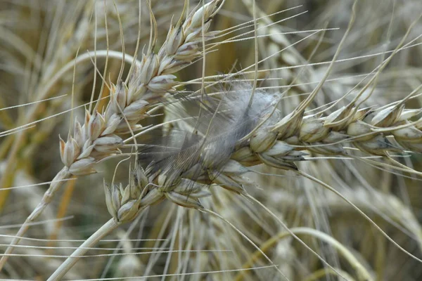 Wilde Bloemen Groeien Een Tarweveld — Stockfoto