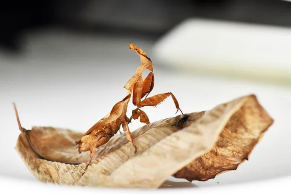 Fantastisk Mångsidig Och Ovanlig Värld Mantis — Stockfoto