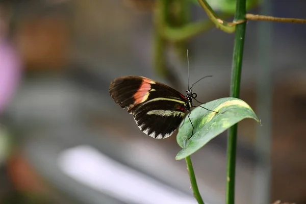 Borboleta Tropical Brilhante Senta Uma Flor — Fotografia de Stock