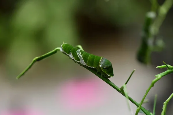 Incrível Mundo Diverso Incomum Mantis — Fotografia de Stock