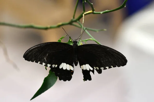 Borboleta Tropical Brilhante Senta Uma Flor — Fotografia de Stock