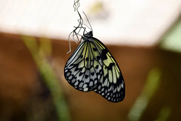 Borboleta Tropical Brilhante Senta Uma Flor — Fotografia de Stock