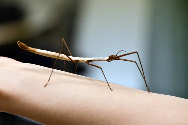 Enorme Bastone Tropicale Seduto Una Mano Umana — Foto Stock