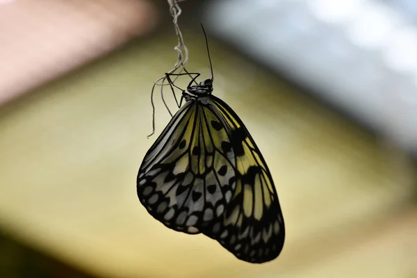 Borboleta Está Sentado Galho Verde — Fotografia de Stock