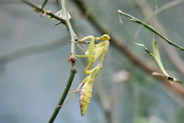 绿色的螳螂以优美的姿势坐在树枝上 — 图库照片