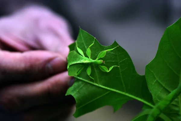 Ein Grüner Käfer Form Eines Grünen Blattes Sitzt Auf Einem — Stockfoto