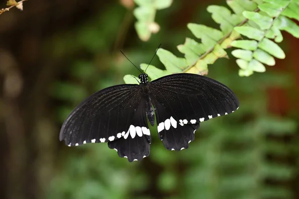 Schwarzer Schmetterling Sitzt Auf Einem Blatt Auf Grauem Hintergrund — Stockfoto