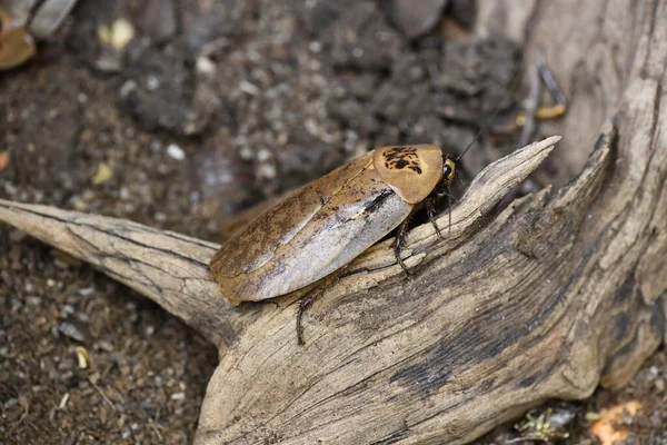 Braune Käfer Kriechen Auf Holz — Stockfoto