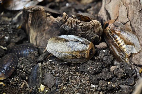 Besouros Marrons Rastejar Madeira — Fotografia de Stock