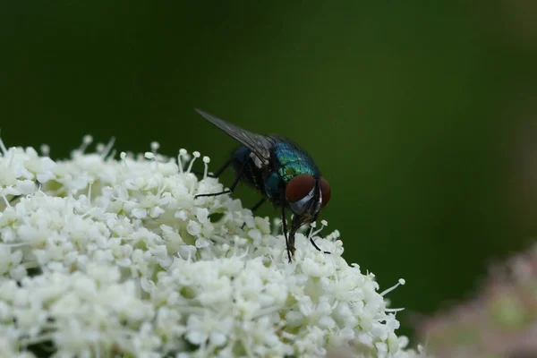 Grön Fluga Vit Blomma Grön Bakgrund — Stockfoto