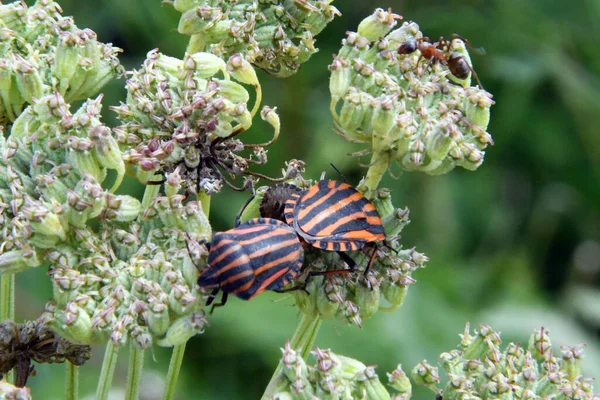 Escarabajos Rayados Buscando Néctar Flores Blancas — Foto de Stock