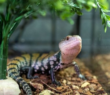 Pembe yüzlü çizgili bir kertenkele...