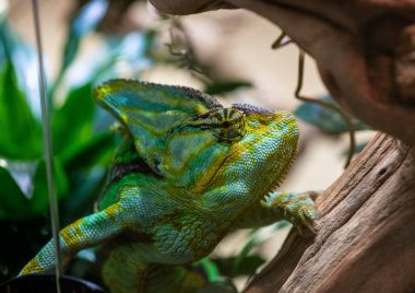 Çok renkli bukalemun gözleri farklı yönlere bakıyor.