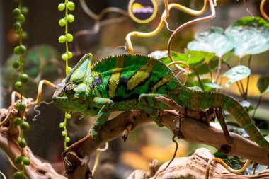 Çok renkli bukalemun gözleri farklı yönlere bakıyor.