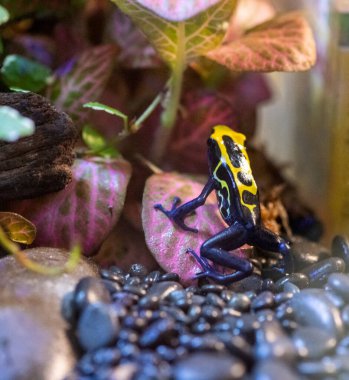 Mavi-sarı kurbağa şaşkınlıkla yaklaşıyor.