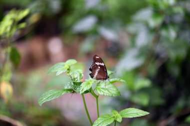 Bir çiçeğin üzerindeki güzel kelebek nektar yer.