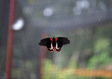 Bir çiçeğin üzerindeki güzel kelebek nektar yer.