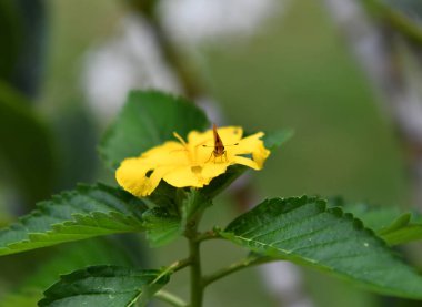 Bir çiçeğin üzerindeki güzel kelebek nektar yer.