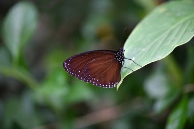 Bir çiçeğin üzerindeki güzel kelebek nektar yer.
