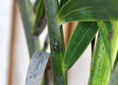 Ağ üzerindeki tropikal örümcek avını yakalar