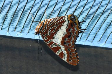 Güzel kelebek zıt bir yüzeyde oturur.