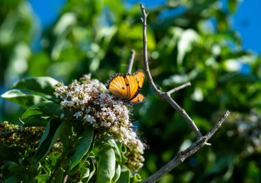 Güzel kelebek bir çiçeğe oturdu ve nektar yedi.