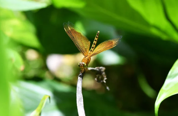 Libellule Dorée Sur Une Fleur Mange Nectar — Photo