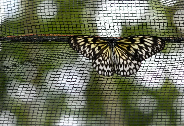 Hermosa Mariposa Una Flor Come Néctar — Foto de Stock