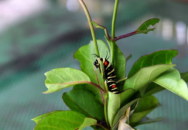 Schöner Schmetterling Auf Einer Blume Frisst Nektar — Stockfoto