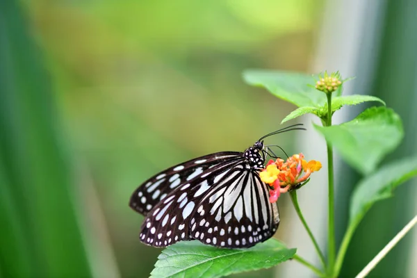 Bela Borboleta Uma Flor Come Néctar — Fotografia de Stock