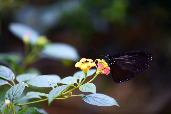 아름다운 나비는 화밀을 먹는다 — 스톡 사진