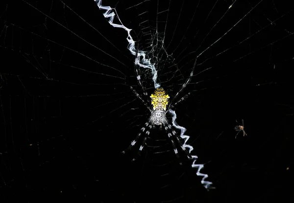 Tropical Spider Web Catches Prey — Stock Photo, Image