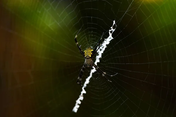 熱帯クモの巣は獲物を捕まえ — ストック写真