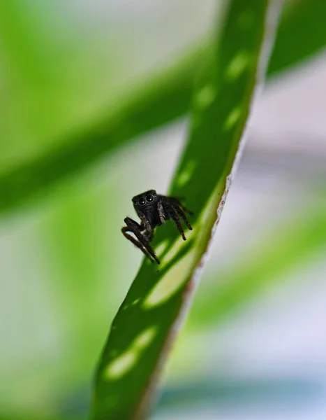 Üzerindeki Tropikal Örümcek Avını Yakalar — Stok fotoğraf