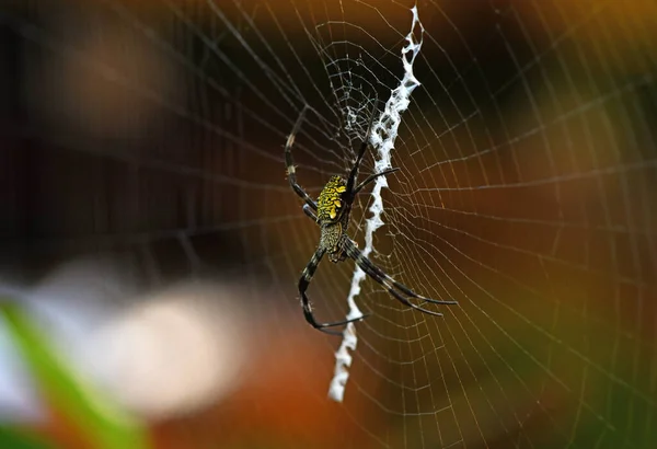 Aranha Tropical Teia Captura Presa — Fotografia de Stock