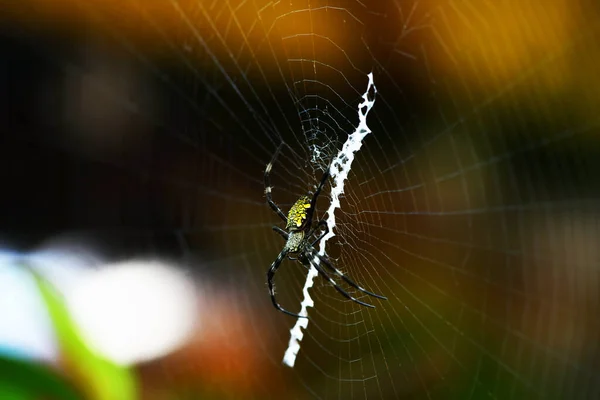 Aranha Tropical Teia Captura Presa — Fotografia de Stock