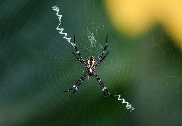 Tropical Spider Web Catches Prey — Stock Photo, Image