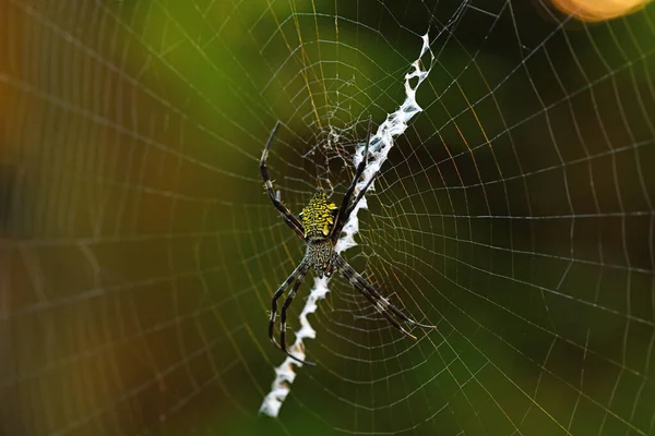 Araignée Tropicale Sur Toile Capture Proie — Photo