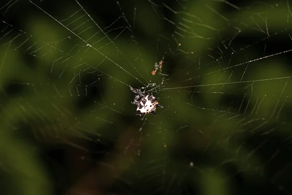 거미줄에 거미가 먹이를 — 스톡 사진