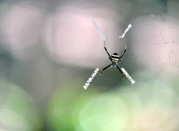 Tropische Spin Het Web Vangt Prooi — Stockfoto