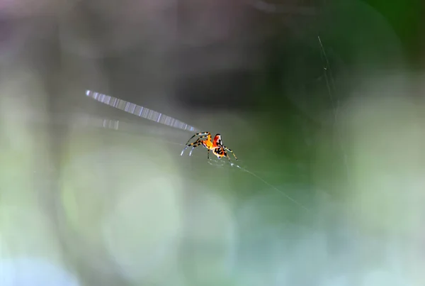 Tropical Spider Web Catches Prey — Stock Photo, Image