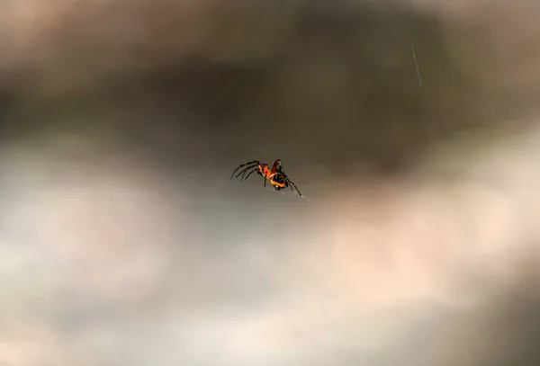 网上的热带蜘蛛捕猎猎物 — 图库照片