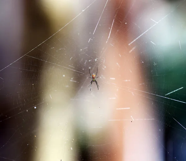 网上的热带蜘蛛捕猎猎物 — 图库照片