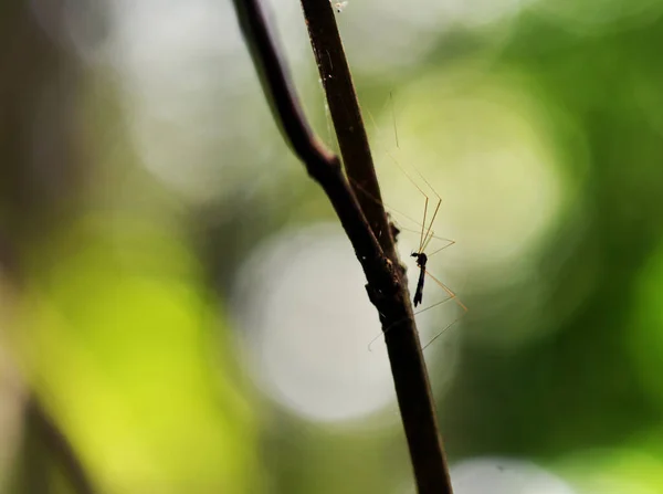 熱帯クモの巣は獲物を捕まえ — ストック写真