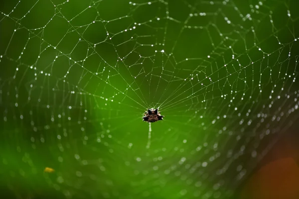 Păianjenul Tropical Web Prinde Prada — Fotografie, imagine de stoc